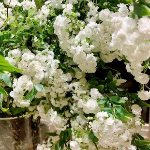 �ذ꽑��������С���򻨻ܾGֲ����ͥԺ�ͺ����~�������r�в廨��