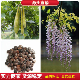 Wisteria Seeds Newly Harvested Wisteria Sapling Seeds Multi-Flowered Wisteria Wisteria Flowers Wisteria Climbing All Year Round Hanging