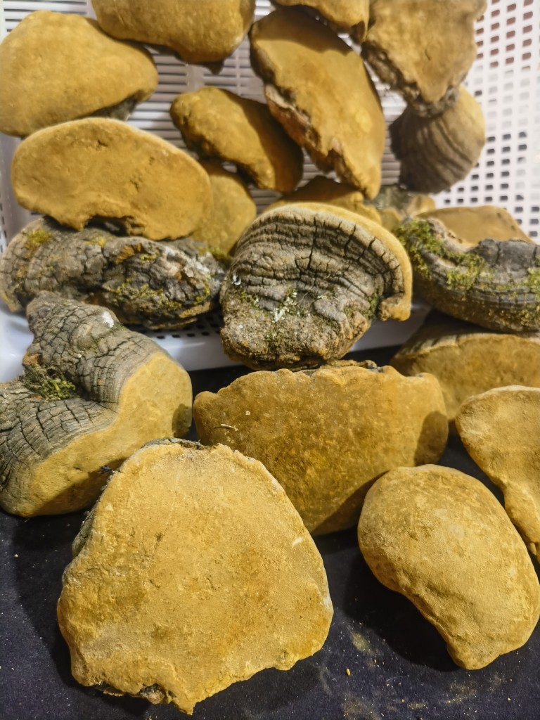 Sang Huang Mulberry Phellinus Dried Slices 250g Yunnan Wild Harvested Herbal Conk in use