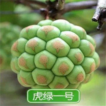 网红布福娜果苗新鲜黑老虎苗冷饭团大血藤大钻水果树苗地栽盆栽