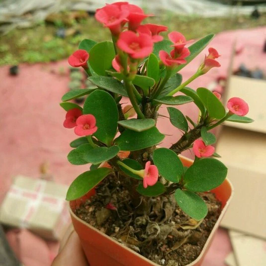 Тигровый шип Слива железо цветок Бегонии с бутоном четыре сезона Цветущий балкон двор цветы в горшках комнатная гостиная растение оптом