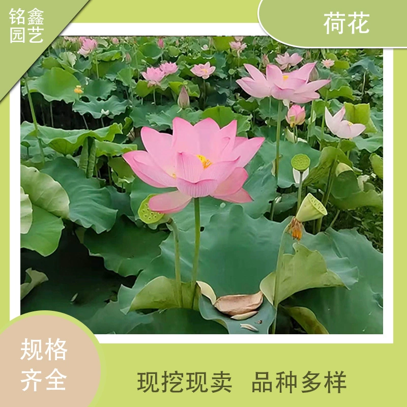 Сад лотоса, декоративный лотос, семена лотоса, основание корня лотоса, прямая доставка, корень лотоса, лотос в горшке