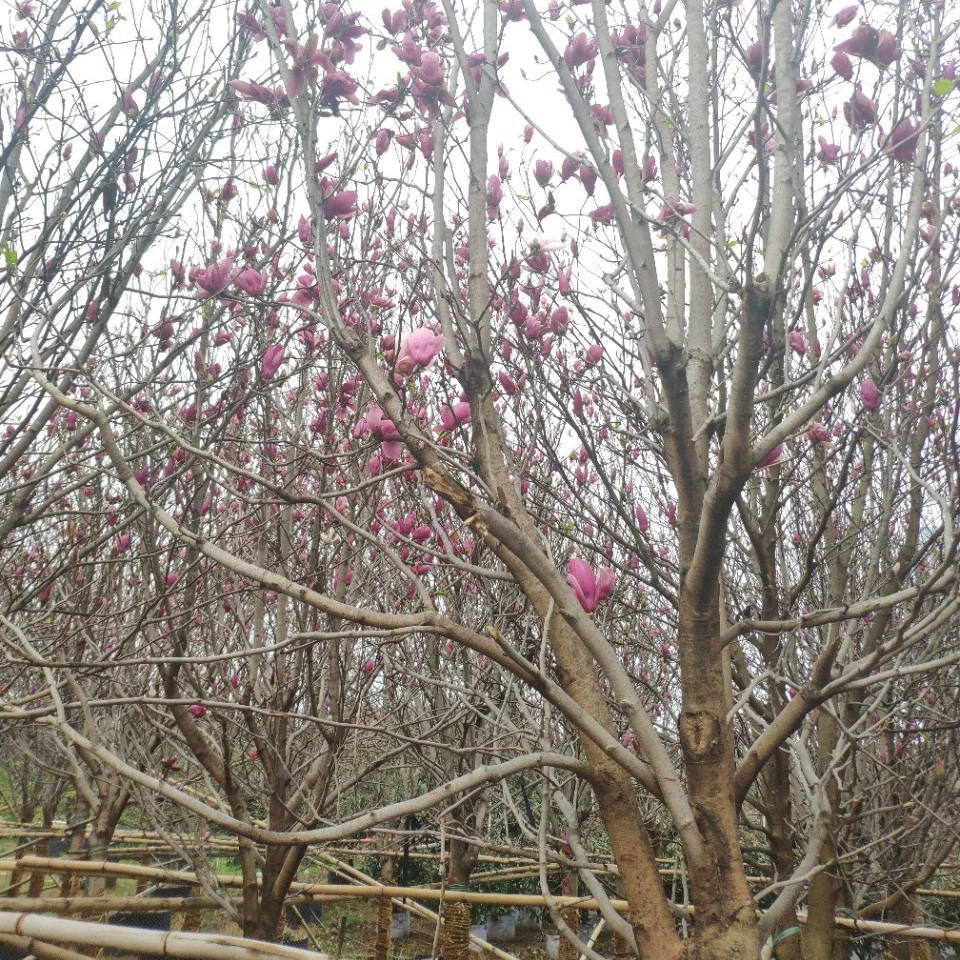 Поставка саженцев магнолии 10-13 см