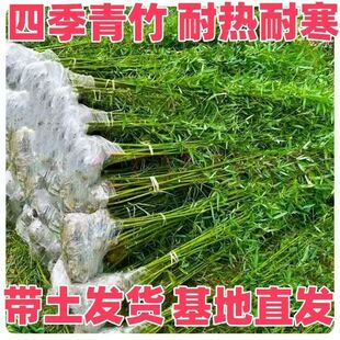 �ͺ�ͥԺ�G�h���̴�Т�����L�������_�h�������������S��������
