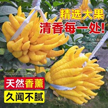 产地直发佛手柑现摘新鲜佛手果广佛手柑鲜果佛手瓜食用清供观赏果