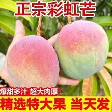 攀枝花彩虹芒四川芒果新鲜应当季水果甜心爱文芒非贵妃凯特芒整箱
