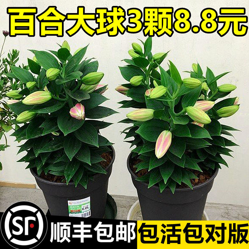 Imported Double-Flowered Perfume Lily Bulbs Potted Alyssum Florals and Green Plants Indoor Four-Season Blooming Tulips Imported Double-Flowered Perfume Lily Bulbs Potted Alyssum Florals and Green Plants Indoor Four-Season Blooming Tulips
