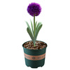 Big flower onion potted onion flowers outdoor green plants, cold -resistant heat -resistant flower and green onions, suitable for lazy flowers to plant