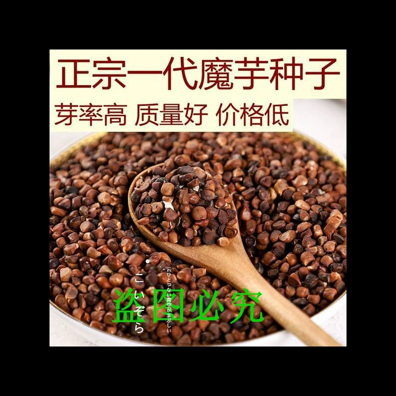Аутентичные семена конжака Юньнань Высокоурожайные одно поколение Таро Четыре сезона Посадка Обезвоженные и дезинфицированные цветы Семена конжака