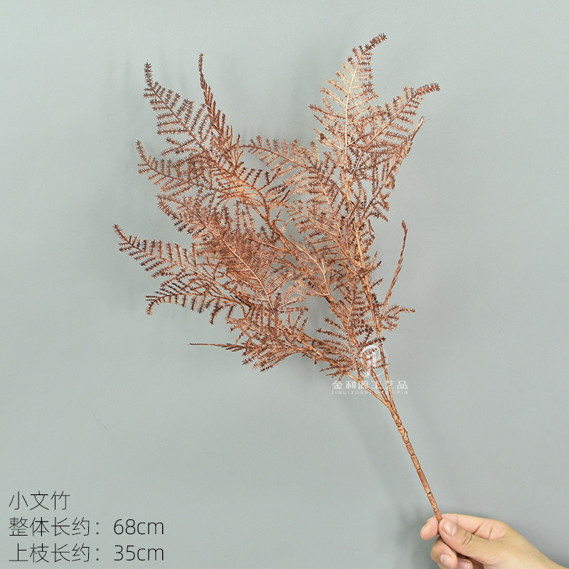 작은 아스파라거스 다크 브라운 (비교적 작음)