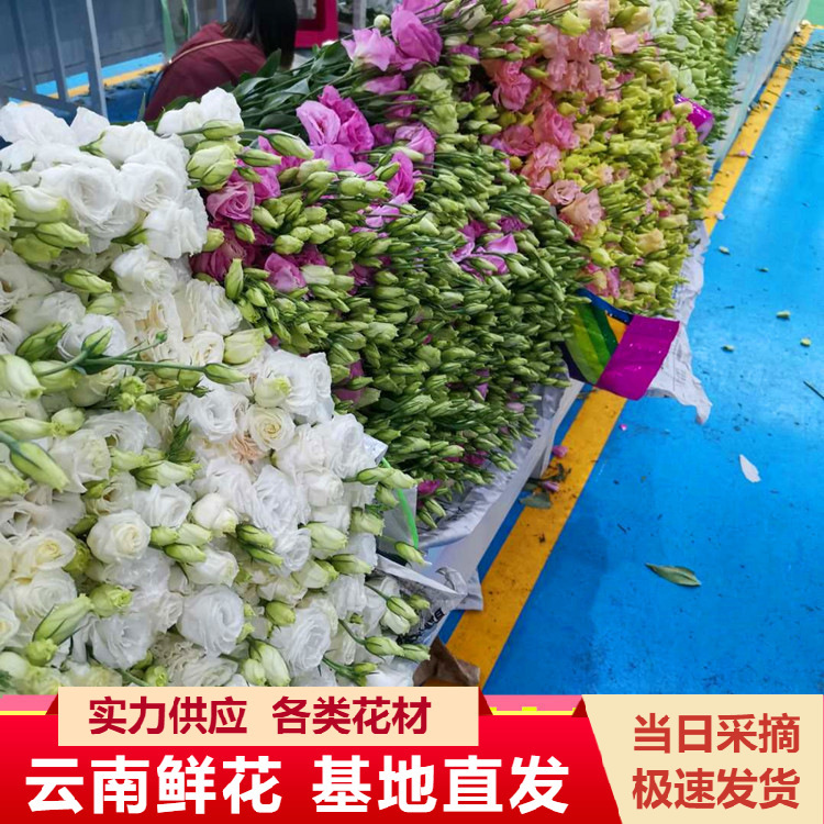 Yunnan Kunming Eustoma Flowers Wholesale Express Hand Bouquet Home Flower Arrangement Wedding Life Flower Direct Approval Yunnan Kunming Eustoma Flowers Wholesale Express Hand Bouquet Home Flower Arrangement Wedding Life Flower Direct Approval