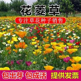 ���������ӷN�ӻ�����ͺ�����ϲ��ļ�ͥԺ���ݑ����_����������