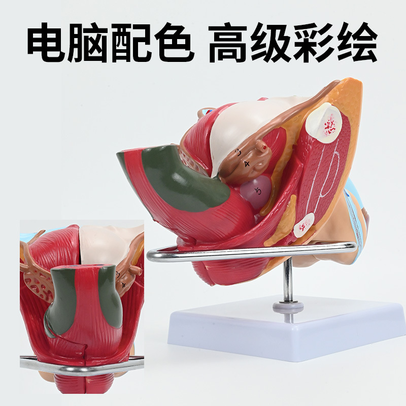 ��Ů��ֳϵͳģ�� ҽԺ������ϵͳ��ѧģ�� ʸ״�������ٽ���ģ��