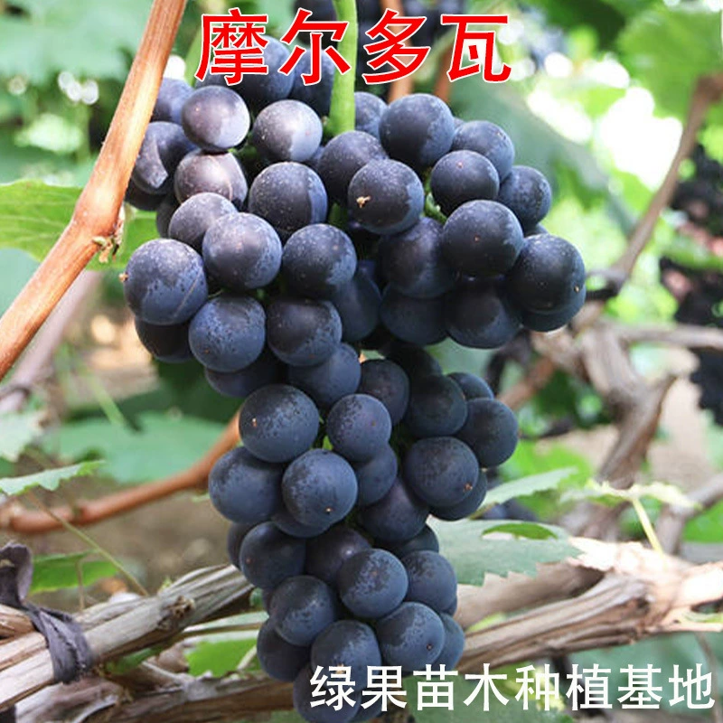 Молдавские виноградные саженцы, черные виноградные саженцы, привитые виноградные саженцы, безкостные виноградные саженцы, садовые саженцы фруктовых деревьев