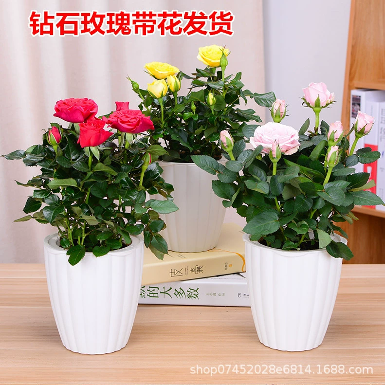 Мини-Роза Европейский месяц Алмазная Роза с бутоном Four Seasons Цветочное растение в горшке Рабочий стол