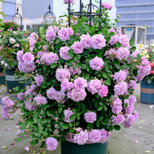 藤本月季花苗爬藤植物庭院大花浓香玫瑰欧月盆栽花卉蔷薇四季开花