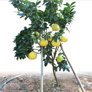 Grafted Pomelo Saplings, Red Heart Pomelo Saplings, Three Red Honey Pomelo Saplings, Fruit Saplings Planted in the North and South, Fruit Saplings That Bear Fruit in the Same Year