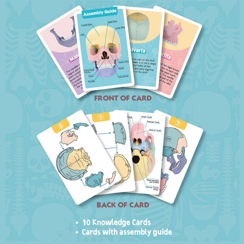 4d cráneo humano cráneo anatomía modelo montado ciencia y educación juguete humano cráneo anatomía modelo