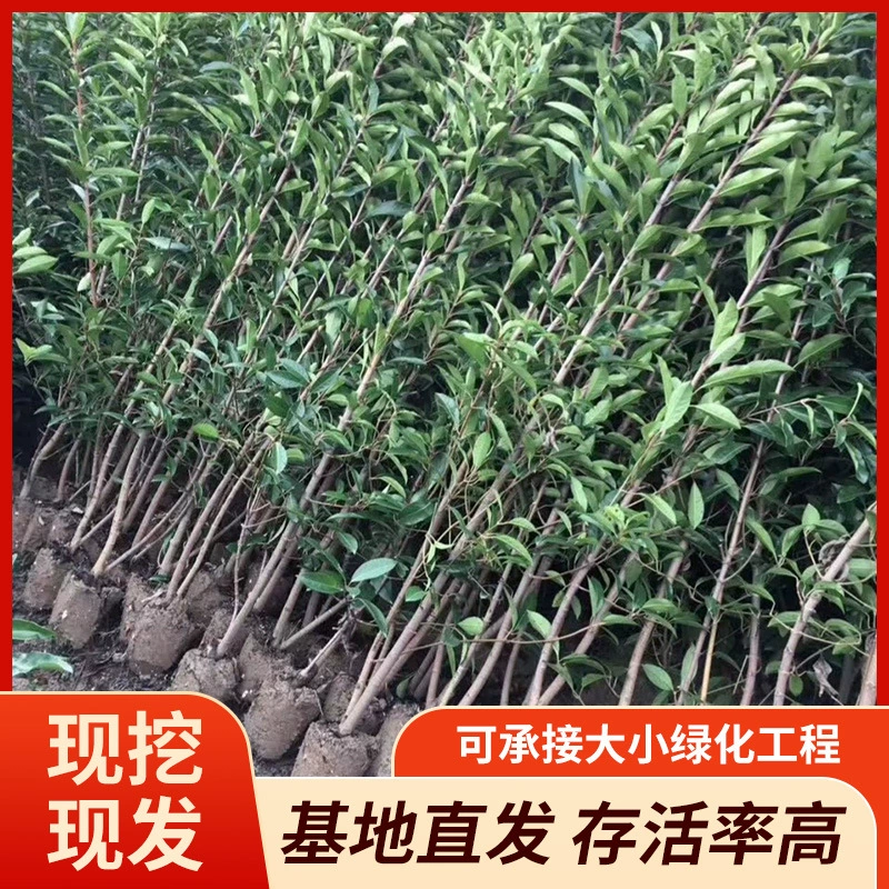 Оптовая база зеленого коралла, французского зимнего зеленого самшита, японского самшита Хоккайдо