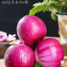 水果洋葱新鲜小洋葱甜味生吃蔬菜不辣红皮大圆葱头批发产地的