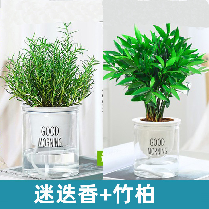 로즈마리 + 대나무와 편백나무(굿모닝 분지) + 영양액