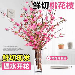 �r���һ�֦ˮ���҃Ⱥ��B�������Լt÷ѩ���������ﶬֲ����ˮ�_��