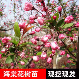 垂丝海棠树苗西府海棠园林绿化工程庭院观赏行道风景树北美海棠树