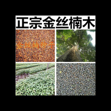 海南黄花梨种子 印度紫檀小叶紫檀种子 沉香菩提四川金丝楠木树种