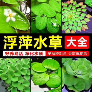 ��Ƽˮֲ���~���쾰ð��ˮ��һ�~ɏˮܽ��ˮ���J˯ɏ��ˮ��ˮ