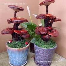 ��ʳ����[�������`֥�҃Ȼ�����`֥�`֥�辰���^�p����Gֲ���]