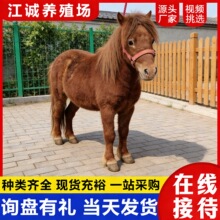 动物园观赏成年矮脚马活体 出售国产能骑乘的矮马 家养宠物迷你马