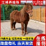 国产骑乘观赏活体迷你马