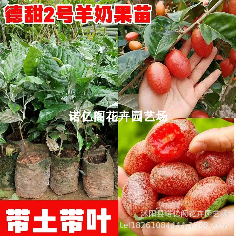 耐寒羊奶果苗盆栽地栽德甜二号果树苗南北方嫁接庭院四季种植果树
