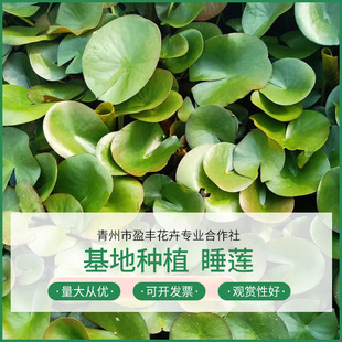 ˮ������˯ɏ���K �^�p���� ˮ��ֲ�� ��ɏ���K �ɫƷ�N�Rȫ