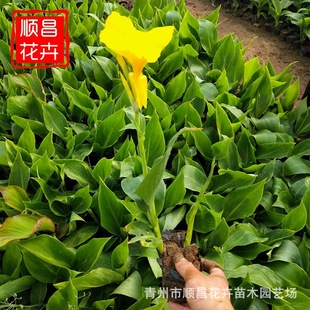 Aquatic Plant Base Banana, Large Quantity, Complete Variety, Wetland Park House Landscape Banana