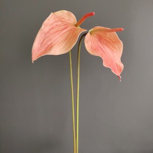 �^�z�ָ��^��ɏ���T�t�Z�ƻ��Q�����滨 Ī�m��ɫϵ�Ҿӻ�c�b�