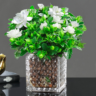 Gardenia Potted Flower Plant Indoor with Buds, Branches, Flowers and Green Plants, Strong Fragrance, Balcony Blooming in All Seasons and Easy to Maintain