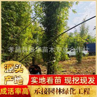 Wholesale Cong Sheng Wo Bamboo Japanese Bamboo Seedlings Filial Bamboo Ci Xiao Bamboo Price Origin Direct Sales Spot Supply 30-100 Wo