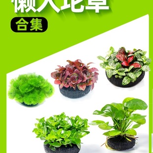 �~��ˮ�����ֲ����w����������Bˮ��Gֲ���֑����쾰�o���ɰ