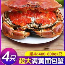 面包蟹熟冻新鲜鲜活特大珍宝蟹生冻熟食梭子蟹海鲜水产大螃蟹