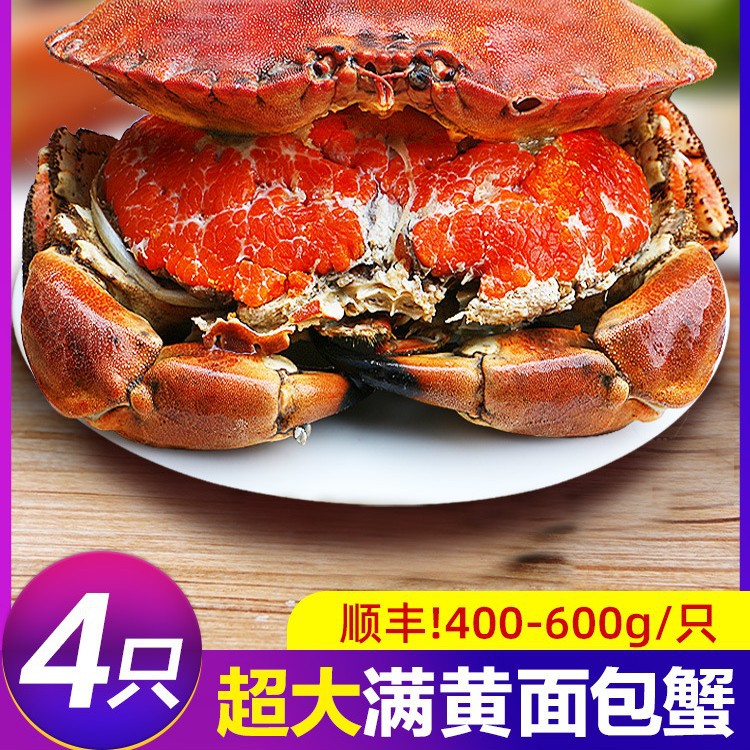 面包蟹熟冻新鲜鲜活特大珍宝蟹生冻熟食梭子蟹海鲜水产大螃蟹