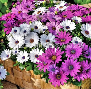 South African Marigold Seeds, Blue-Eyed Gerbera, Gerbera Flower Seeds, Cold-Resistant Landscape Garden Courtyard Florals, Easy to Sow in All Seasons