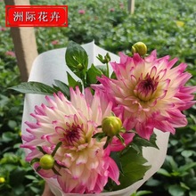 ɽ�|����С�������Թ��� ��ɫ���^������ �����������lС������