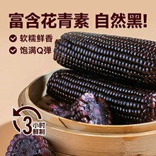 东北黑糯玉米真空装非转基因黑玉米棒糯香黏粘玉米富含花青素代餐