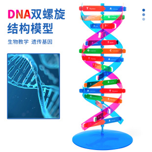 �Ƽ�С����DNA�p�����Y��ģ���ֹ�diy�ƌW������w�����������