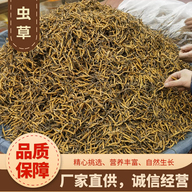 Nqu Cordyceps sinensis в Тибете