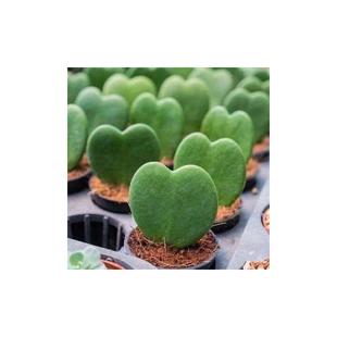 A Heart-Shaped Succulent Potted Plant, a Heart-Shaped Succulent, a Valentine's Day Gift, a Fun Succulent and a Green Plant