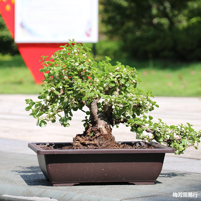 仿紫砂多肉花盆价绿萝花盆塑料盆景花盆桌面盆栽种植花盆