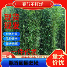 一件代发竹子苗庭院四季青植物北方耐寒紫竹苗早园竹罗汉大型毛竹