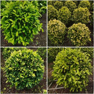 ���򳣾G��ľС��ľ�ļ��~��·���@�G�����ξG�h��